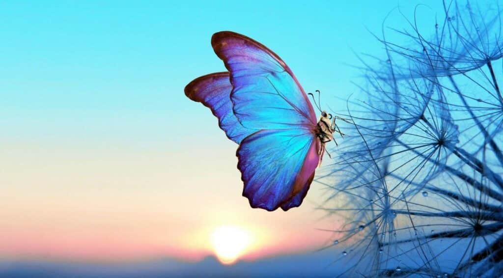 kolline-lee-coaching-catch